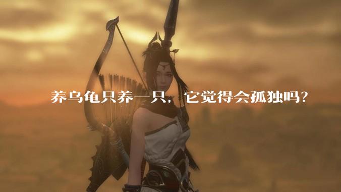 养乌龟只养一只，它觉得会孤独吗？